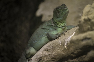 Whipsnade Zoo
