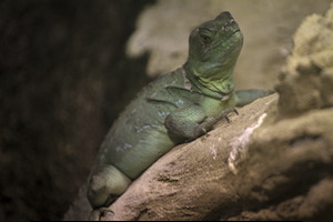 Whipsnade Zoo