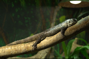 Whipsnade Zoo