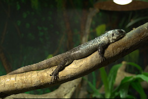 Whipsnade Zoo