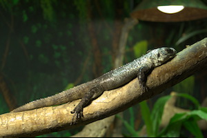 Whipsnade Zoo