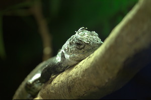Whipsnade Zoo
