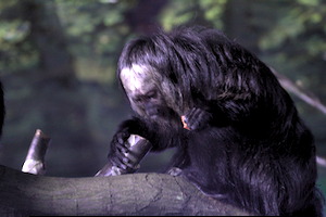 Whipsnade Zoo