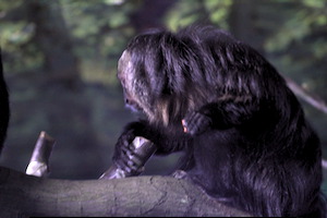Whipsnade Zoo