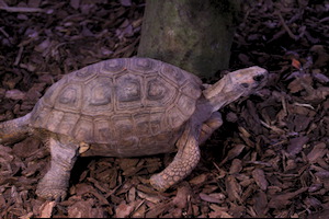 Whipsnade Zoo