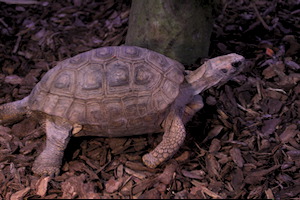 Whipsnade Zoo