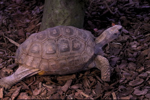 Whipsnade Zoo
