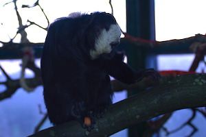 Whipsnade Zoo