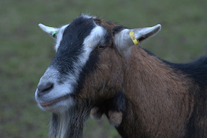Whipsnade Zoo