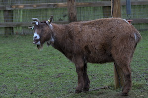 Whipsnade Zoo
