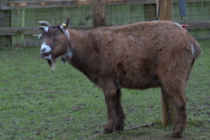Whipsnade Zoo