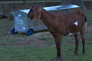 Whipsnade Zoo
