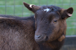 Whipsnade Zoo