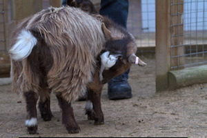 Whipsnade Zoo