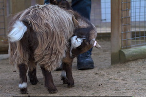 Whipsnade Zoo