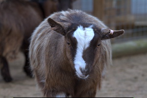 Whipsnade Zoo