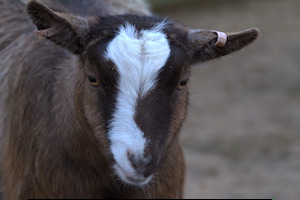 Whipsnade Zoo