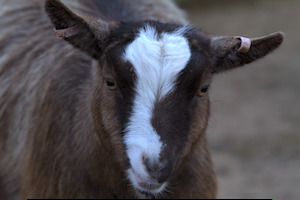 Whipsnade Zoo