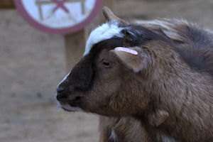 Whipsnade Zoo
