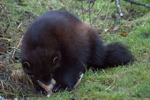 Whipsnade Zoo