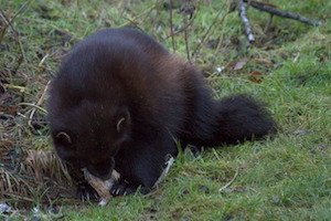 Whipsnade Zoo
