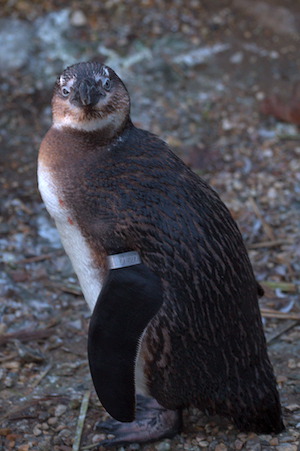 Whipsnade Zoo