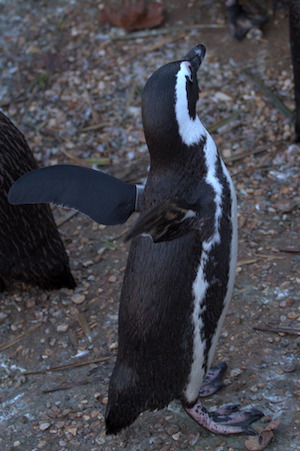 Whipsnade Zoo