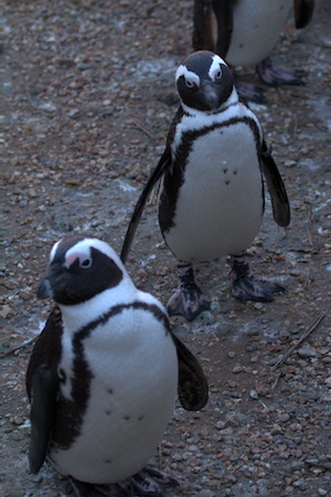 Whipsnade Zoo