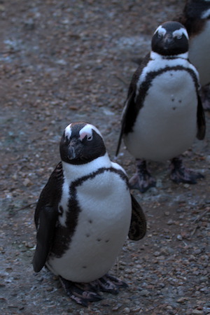 Whipsnade Zoo