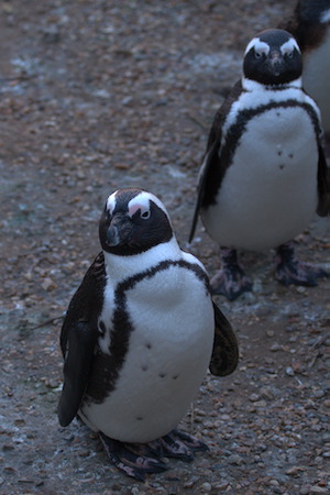 Whipsnade Zoo