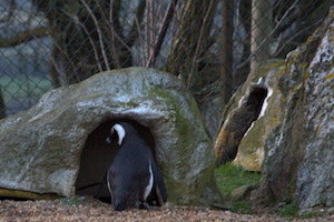 Whipsnade Zoo