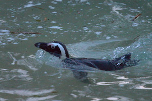 Whipsnade Zoo