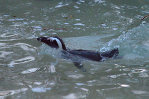 Whipsnade Zoo