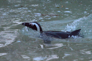 Whipsnade Zoo