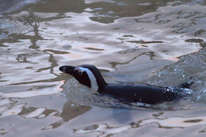 Whipsnade Zoo