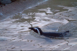 Whipsnade Zoo