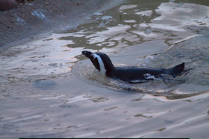 Whipsnade Zoo