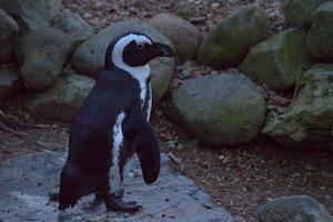 Whipsnade Zoo