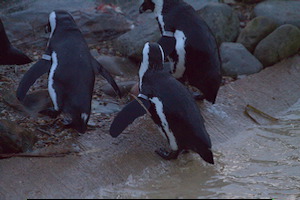 Whipsnade Zoo