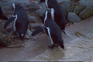 Whipsnade Zoo