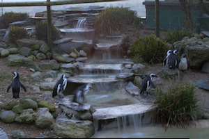 Whipsnade Zoo