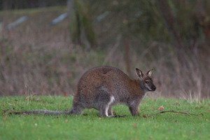 Whipsnade Zoo