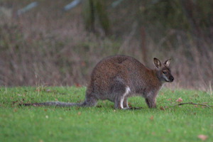 Whipsnade Zoo