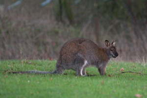 Whipsnade Zoo