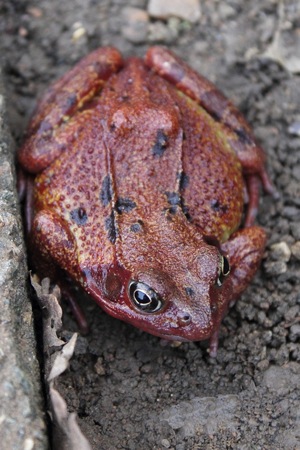 Common Frog