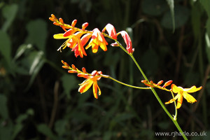Orange Flower