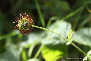 Dandelion