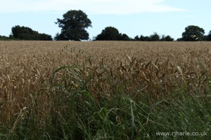 Wheat Field