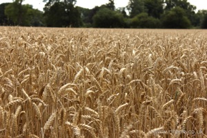 Wheat Field