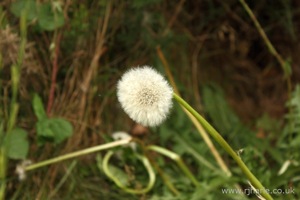 Dandelion